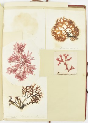 Lot 50 - PHYCOLOGY. VICTORIAN ALBUM OF PRESSED SEAWEED SPECIMENS FROM TORQUAY 1858