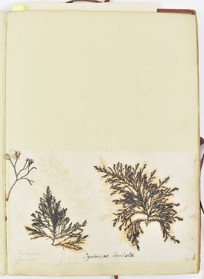 Lot 50 - PHYCOLOGY. VICTORIAN ALBUM OF PRESSED SEAWEED SPECIMENS FROM TORQUAY 1858