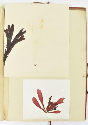 Lot 50 - PHYCOLOGY. VICTORIAN ALBUM OF PRESSED SEAWEED SPECIMENS FROM TORQUAY 1858