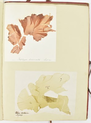 Lot 50 - PHYCOLOGY. VICTORIAN ALBUM OF PRESSED SEAWEED SPECIMENS FROM TORQUAY 1858