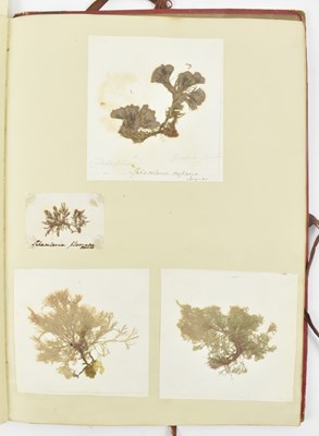 Lot 50 - PHYCOLOGY. VICTORIAN ALBUM OF PRESSED SEAWEED SPECIMENS FROM TORQUAY 1858