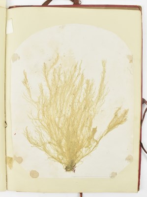 Lot 50 - PHYCOLOGY. VICTORIAN ALBUM OF PRESSED SEAWEED SPECIMENS FROM TORQUAY 1858