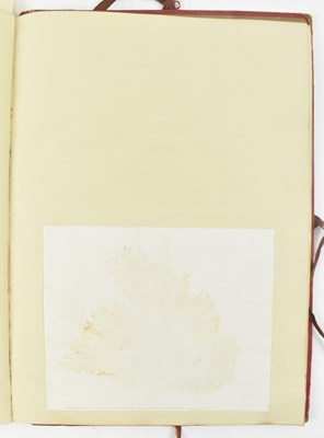 Lot 50 - PHYCOLOGY. VICTORIAN ALBUM OF PRESSED SEAWEED SPECIMENS FROM TORQUAY 1858