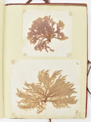 Lot 50 - PHYCOLOGY. VICTORIAN ALBUM OF PRESSED SEAWEED SPECIMENS FROM TORQUAY 1858