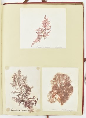 Lot 50 - PHYCOLOGY. VICTORIAN ALBUM OF PRESSED SEAWEED SPECIMENS FROM TORQUAY 1858
