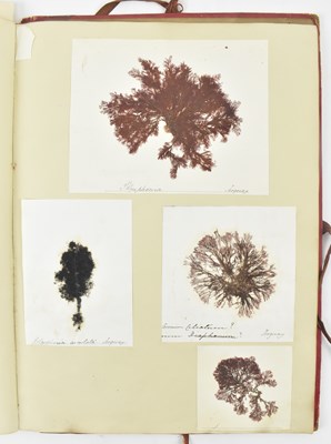 Lot 50 - PHYCOLOGY. VICTORIAN ALBUM OF PRESSED SEAWEED SPECIMENS FROM TORQUAY 1858