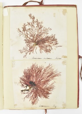 Lot 50 - PHYCOLOGY. VICTORIAN ALBUM OF PRESSED SEAWEED SPECIMENS FROM TORQUAY 1858