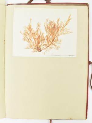 Lot 50 - PHYCOLOGY. VICTORIAN ALBUM OF PRESSED SEAWEED SPECIMENS FROM TORQUAY 1858