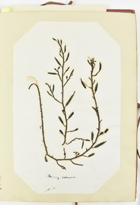 Lot 50 - PHYCOLOGY. VICTORIAN ALBUM OF PRESSED SEAWEED SPECIMENS FROM TORQUAY 1858