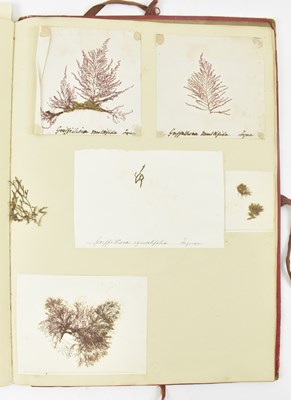 Lot 50 - PHYCOLOGY. VICTORIAN ALBUM OF PRESSED SEAWEED SPECIMENS FROM TORQUAY 1858