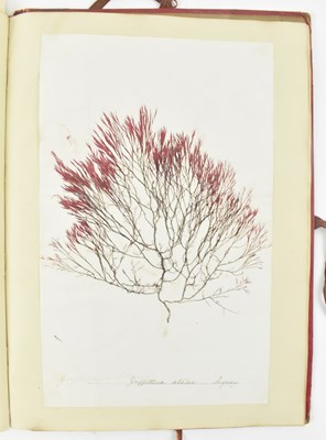 Lot 50 - PHYCOLOGY. VICTORIAN ALBUM OF PRESSED SEAWEED SPECIMENS FROM TORQUAY 1858