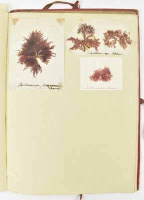 Lot 50 - PHYCOLOGY. VICTORIAN ALBUM OF PRESSED SEAWEED SPECIMENS FROM TORQUAY 1858