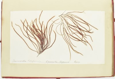 Lot 50 - PHYCOLOGY. VICTORIAN ALBUM OF PRESSED SEAWEED SPECIMENS FROM TORQUAY 1858