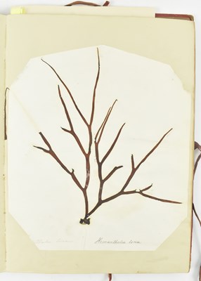 Lot 50 - PHYCOLOGY. VICTORIAN ALBUM OF PRESSED SEAWEED SPECIMENS FROM TORQUAY 1858