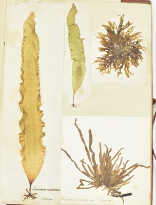 Lot 50 - PHYCOLOGY. VICTORIAN ALBUM OF PRESSED SEAWEED SPECIMENS FROM TORQUAY 1858