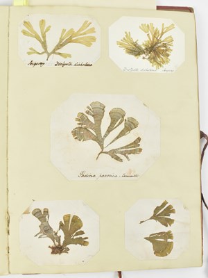 Lot 50 - PHYCOLOGY. VICTORIAN ALBUM OF PRESSED SEAWEED SPECIMENS FROM TORQUAY 1858