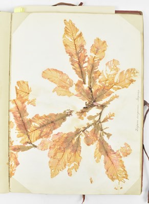 Lot 50 - PHYCOLOGY. VICTORIAN ALBUM OF PRESSED SEAWEED SPECIMENS FROM TORQUAY 1858
