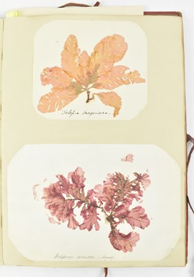 Lot 50 - PHYCOLOGY. VICTORIAN ALBUM OF PRESSED SEAWEED SPECIMENS FROM TORQUAY 1858