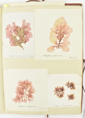 Lot 50 - PHYCOLOGY. VICTORIAN ALBUM OF PRESSED SEAWEED SPECIMENS FROM TORQUAY 1858