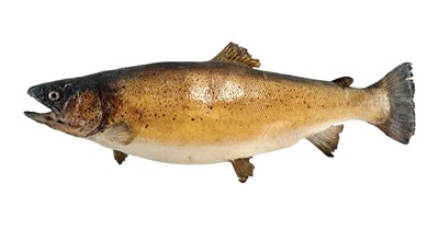 Lot 16 - NATURAL HISTORY / TAXIDERMY INTEREST - 1911 CAST BROWN TROUT (SALMO TRUTTA)