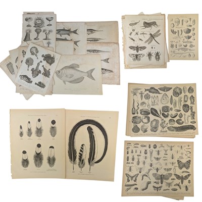Lot 22 - ENCYCLOPEDIA OF LONDINENSIS - 18TH/19TH CENTURY COLLECTION OF PLATES - ZOOLOGY & NATURE