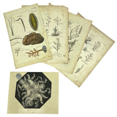 Lot 34 - BOTANICAL INTEREST - 18TH/19TH/20TH CENTURY CHROMOLITHOGRAPH PLATES