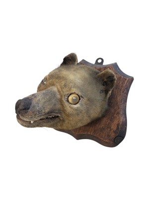 Lot 298 - 20TH CENTURY VINTAGE TAXIDERMY FOX MASK MOUNTED ON A WOODEN SHELF