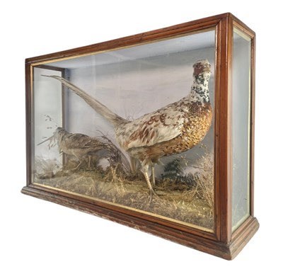Lot 94 - NATURAL HISTORY INTEREST - 19TH CENTURY CASED TAXIDERMY OF PHEASANT & WOODCOCK