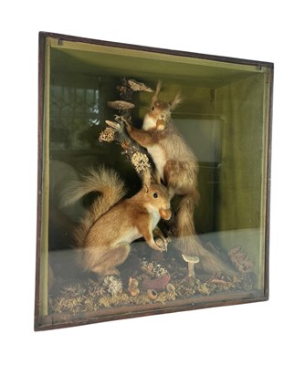 Lot 73 - TAXIDERMY HISTORY - VICTORIAN CASED PAIR OF RED EURASIAN SQUIRRELS