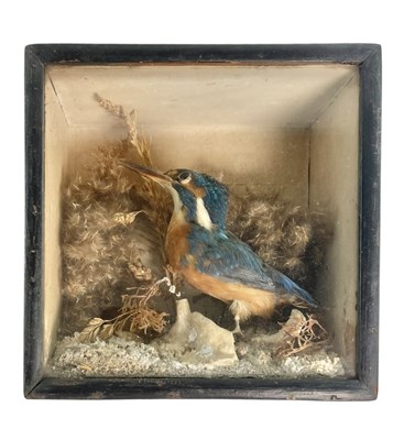 Lot 78 - NATURAL HISTORY INTEREST - 19TH CENTURY CASED TAXIDERMY KINGFISHER