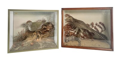 Lot 101 - NATURAL HISTORY INTEREST - TWO EARLY 20TH CENTURY CASED TAXIDERMY BIRDS
