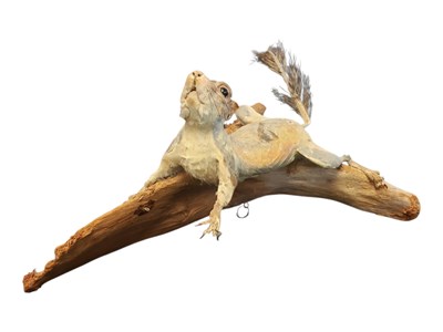 Lot 430 - NATURAL HISTORY - 20TH CENTURY VINTAGE TAXIDERMY SQUIRREL ON A BRANCH