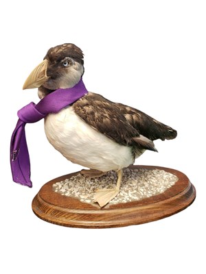 Lot 431 - NATURAL HISTORY - 20TH CENTURY TAXIDERMY ATLANTIC PUFFIN